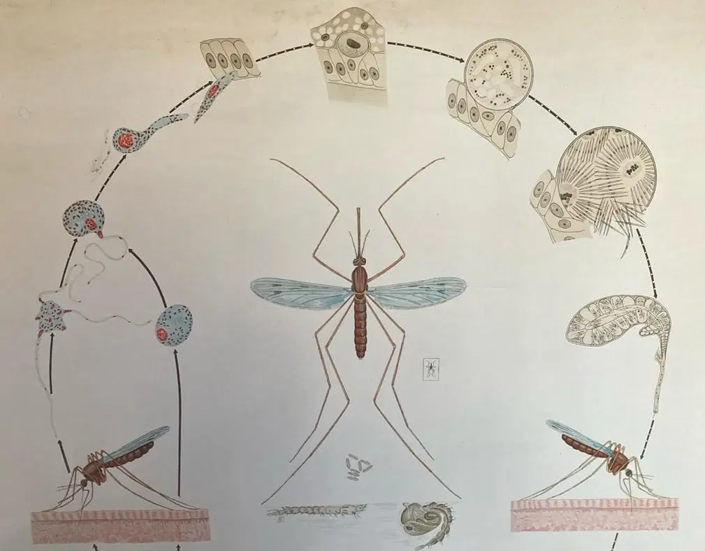 Historische Schautafel zum Lebenszyklus der Malariaerreger